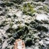 Neve